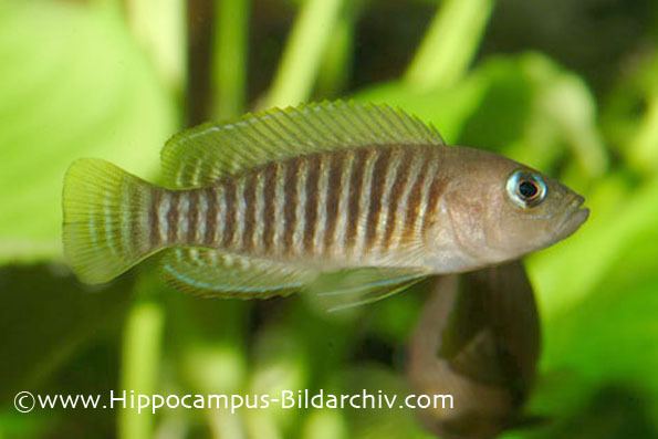 Neolamprologus Neolamprologus multifasciatus Seriously Fish