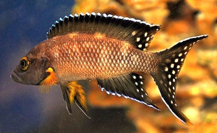 Neolamprologus Neolamprologus Buescheri Tropical Fish Keeping