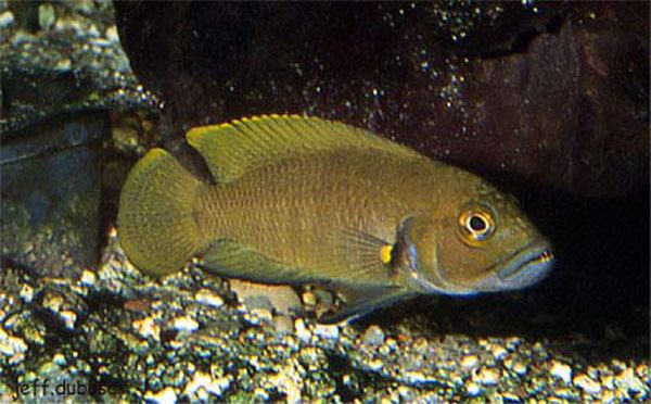 Neolamprologus Fish Identification