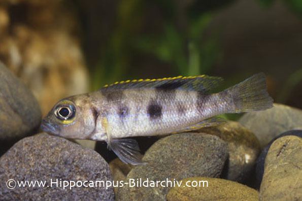 Neolamprologus boulengeri Neolamprologus boulengeri Seriously Fish