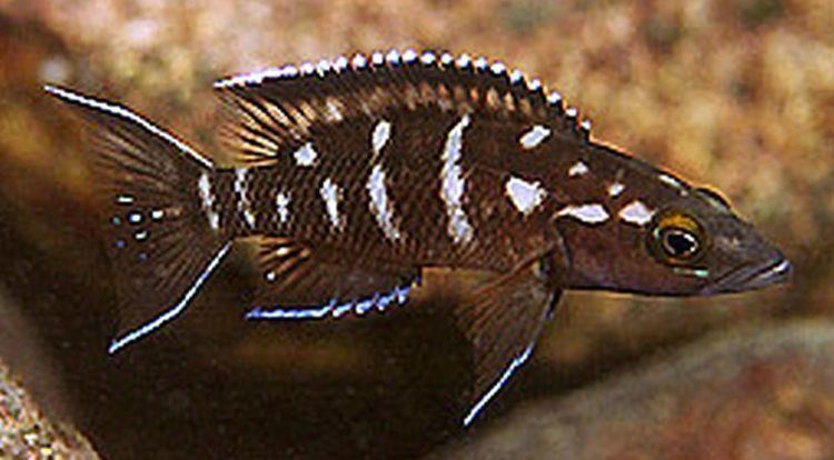 Neolamprologus buescheri Striped Lamprologus Neolamprologus buescheri Tropical Fish Keeping