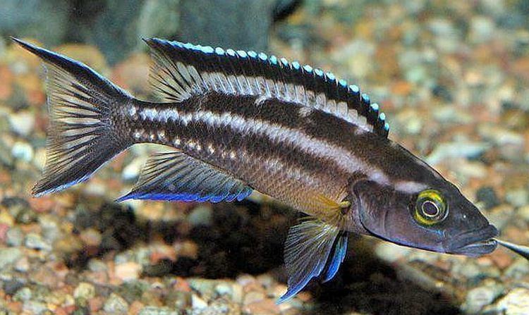 Neolamprologus buescheri Striped Lamprologus Neolamprologus buescheri Tropical Fish Keeping