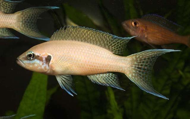 Neolamprologus Fish Identification