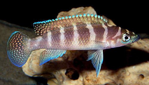 Neolamprologus cylindricus Neolamprologus cylindricus MalchauDK Flickr