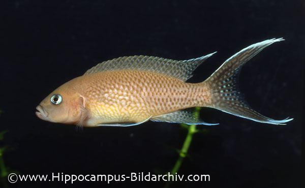 Neolamprologus Neolamprologus marunguensis Seriously Fish