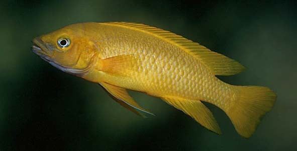 Neolamprologus leleupi Neolamprologus leleupi Lemon Cichlid Seriously Fish