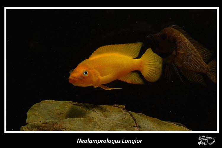 Neolamprologus longior cichlidscom Neolamprologus Longior