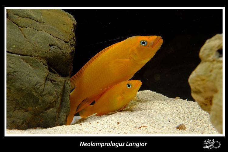 Neolamprologus longior cichlidscom Neolamprologus Longior