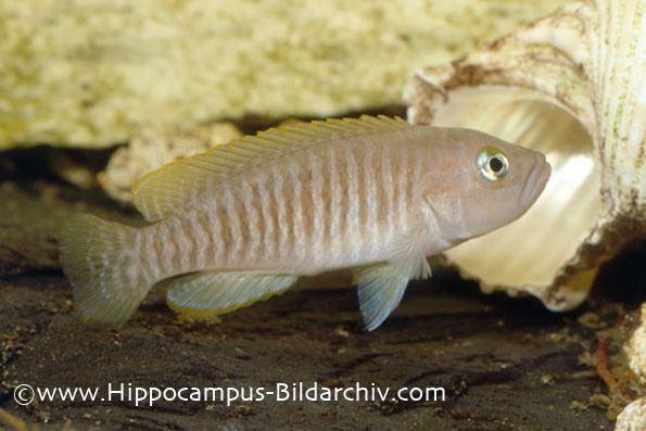 Neolamprologus multifasciatus Neolamprologus multifasciatus Seriously Fish