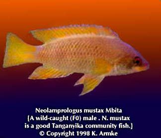 Neolamprologus mustax armkescom fish pages Neolamprologus mustax quotMbita Orangequot
