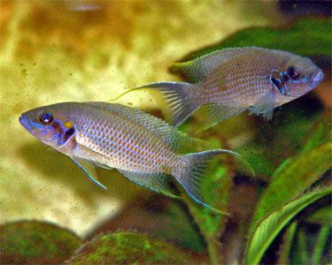Neolamprologus olivaceous Neolamprologus olivaceous Aquarium Hobbyist Social Networking
