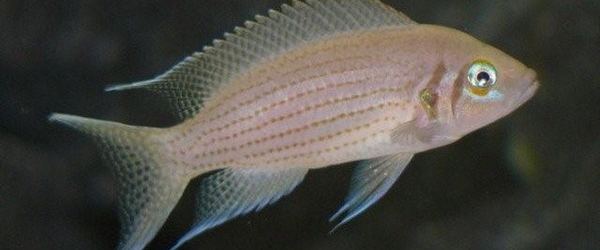 Neolamprologus olivaceous Neolamprologus olivaceous tanganyikacichlide