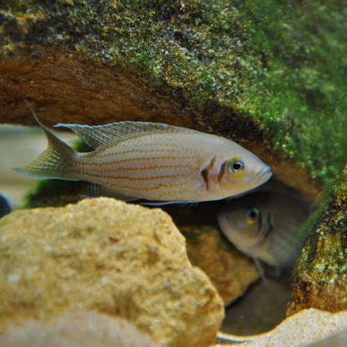 Neolamprologus olivaceous Neolamprologus olivaceous Aquarium Hobbyist Social Networking