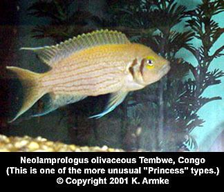 Neolamprologus olivaceous armkescom fish pages Neolamprologus olivaceous Tembwe Congo