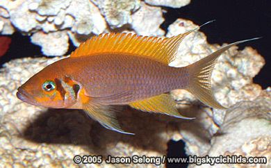 Neolamprologus pulcher Big Sky Cichlids Neolamprologus pulcher quotdaffodilquot