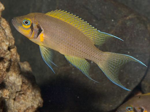 Neolamprologus pulcher Lake Malawi amp Tanganyika Cichlids