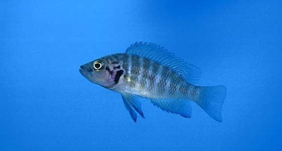 Neolamprologus savoryi Neolamprologus savoryi Striped Brichardi Seriously Fish