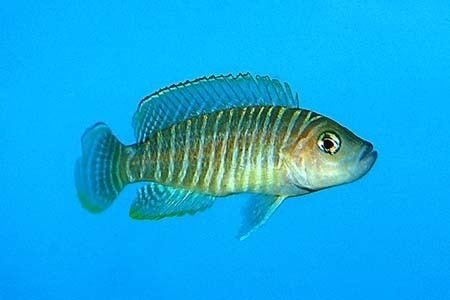 Neolamprologus similis Neolamprologus similis Seriously Fish