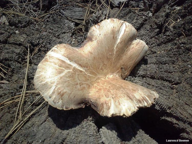 Neolentinus Neolentinus ponderosus MushroomExpertCom