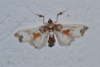 Neoleucinodes elegantalis Neoleucinodes elegantalis Tomato Fruit Borer Moth Discover Life
