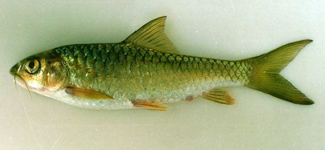 Neolissochilus Fish Identification