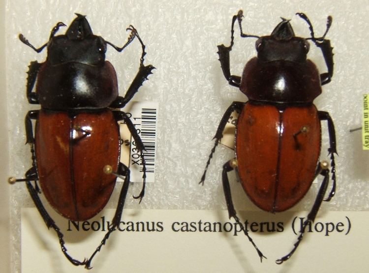 Neolucanus castanopterus httpsuploadwikimediaorgwikipediacommonsff