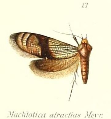 Neomachlotica atractias
