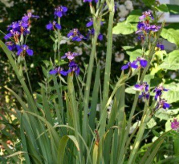 Neomarica Neomarica caerulea Marica caerulea Walking Iris plant lust