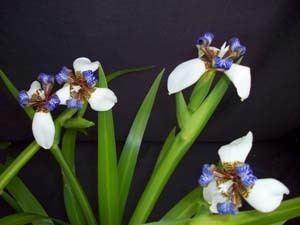 Neomarica gracilis Apostle39s Iris