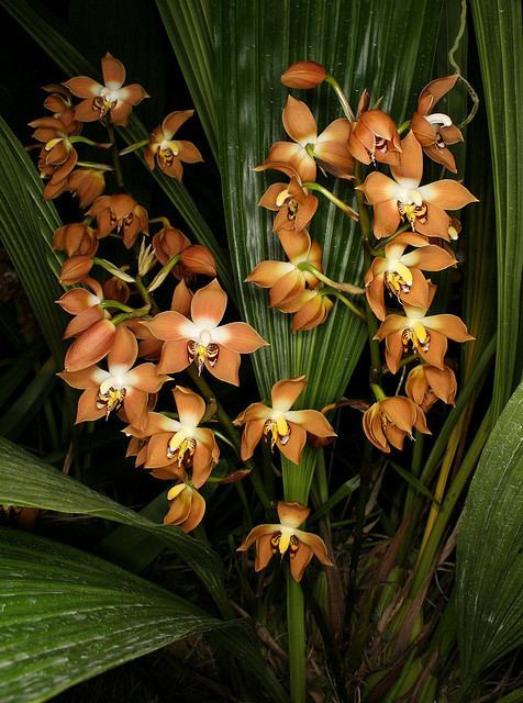 Neomoorea Neomoorea wallisii Afri Orchids Online Shop