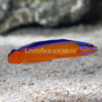 Neon dottyback Saltwater Aquarium Fish for Marine Aquariums Neon Dottyback