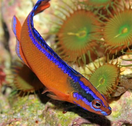 Neon dottyback Neon Dottyback Pseudochromis aldabraensis Saltwater2016