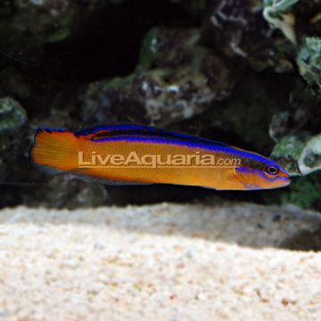 Neon dottyback Saltwater Aquarium Fish for Marine Aquariums Neon Dottyback