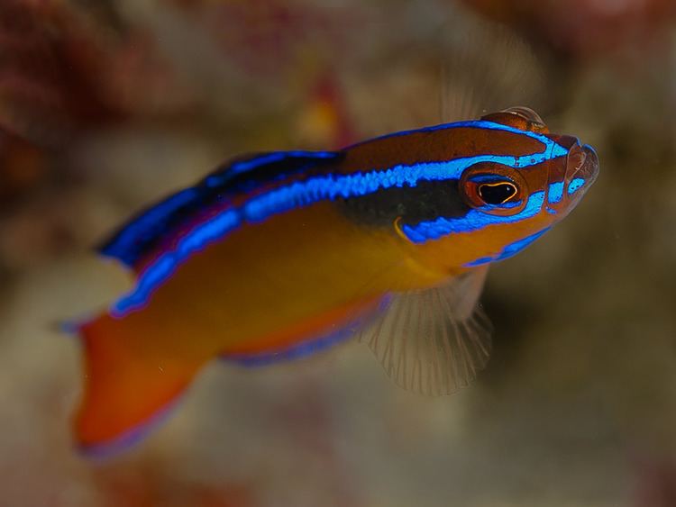 Neon dottyback Neon Dottyback Pseudochromis aldabraensis Saltwater2016
