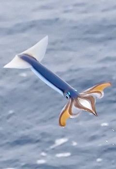 Neon flying squid Neon Flying Squid Ommastrephes bartramii MarineBioorg