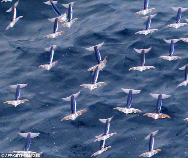 Neon flying squid Neon Flying Squid Amazing creatures soar more than 100 feet through