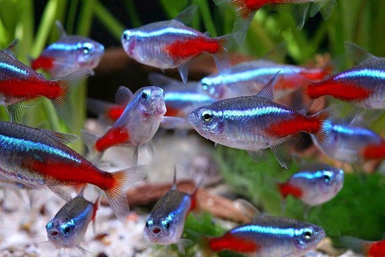 Neon tetra 1000 images about Neon Tetras TAG on Pinterest Neon Posts and