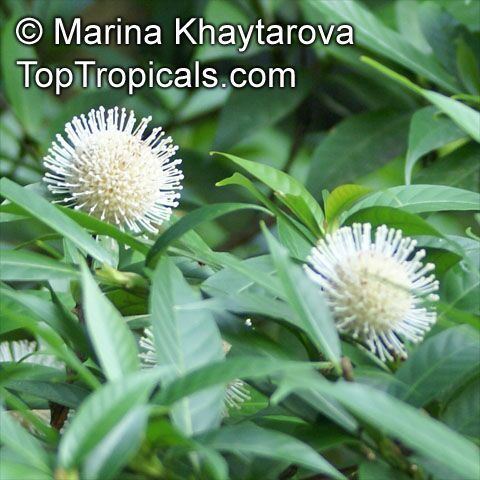 Neonauclea Neonauclea endertii Neonauclea TopTropicalscom