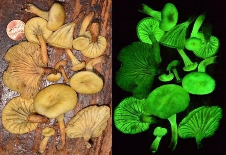 Neonothopanus gardneri Why Some Mushrooms Glow in the Dark