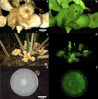 Neonothopanus gardneri Mushroom lights up the night in Brazil EurekAlert Science News
