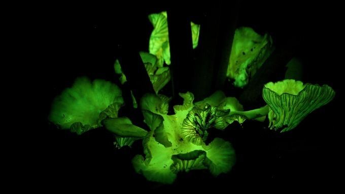 Neonothopanus gardneri 2000 year mystery of glowing mushroom resolved ITV News