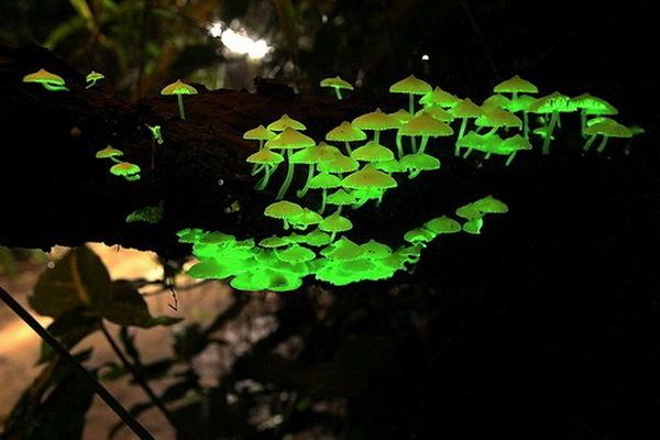 Neonothopanus gardneri 1000 images about magic earth on Pinterest Glow Green and Dark