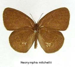 Neonympha mitchellii Neonympha mitchellii French 1889 Discover Life