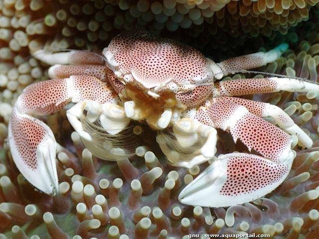 Neopetrolisthes Neopetrolisthes maculatus Crabe porcelaine oshimai levage