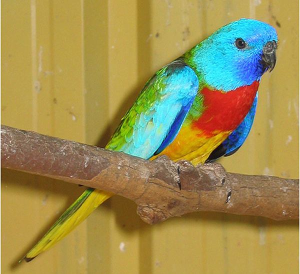 Neophema Parrots and Songbirds Scarletchested Parrot Neophema splendida