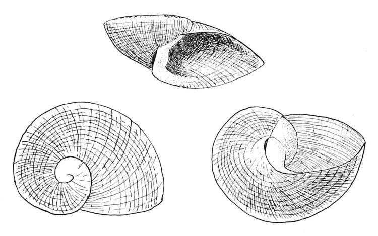 Neoplanorbis tantillus