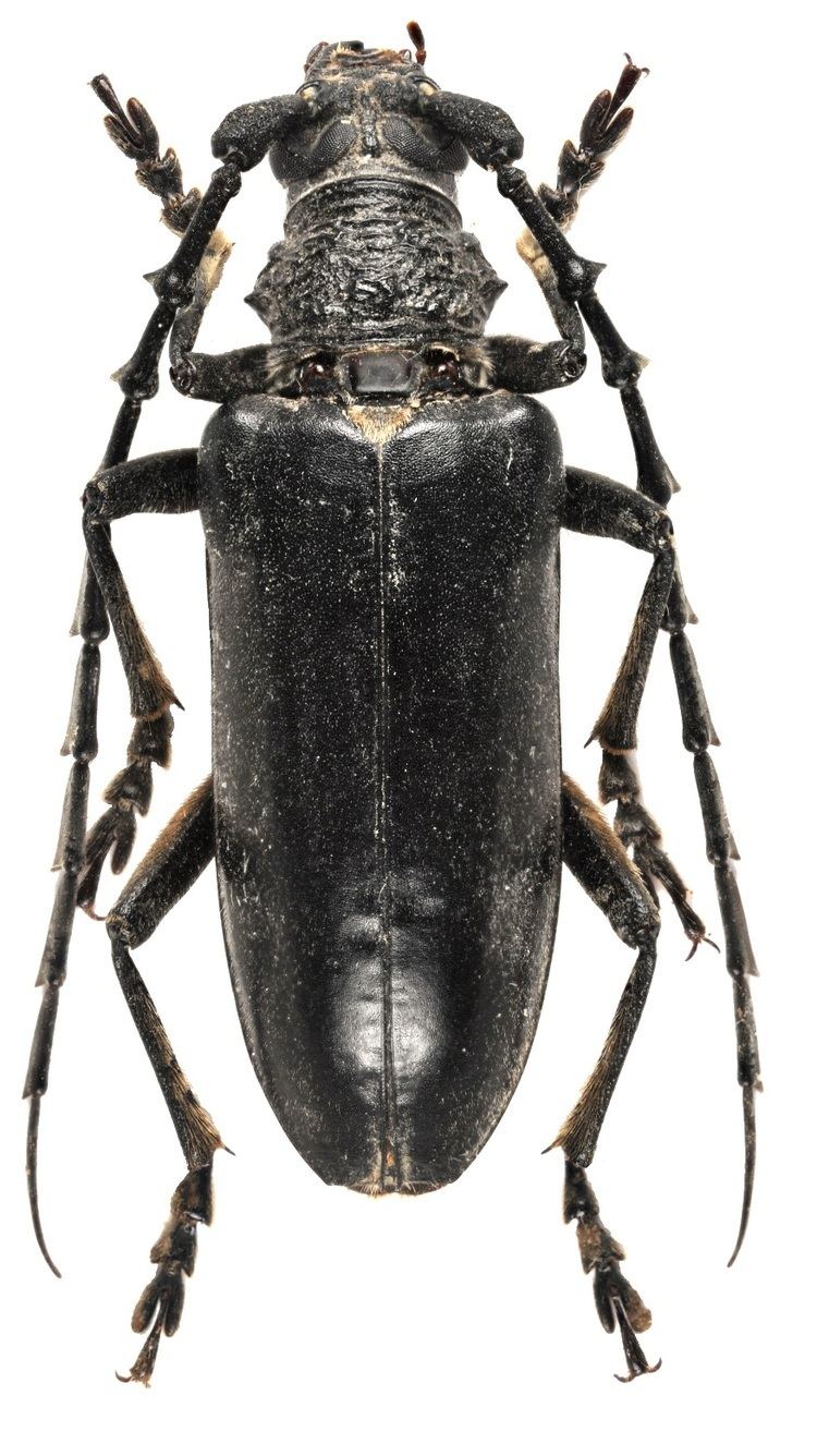 Neoplocaederus Neoplocaederus scapularis Fischer 1821 Cerambycidae