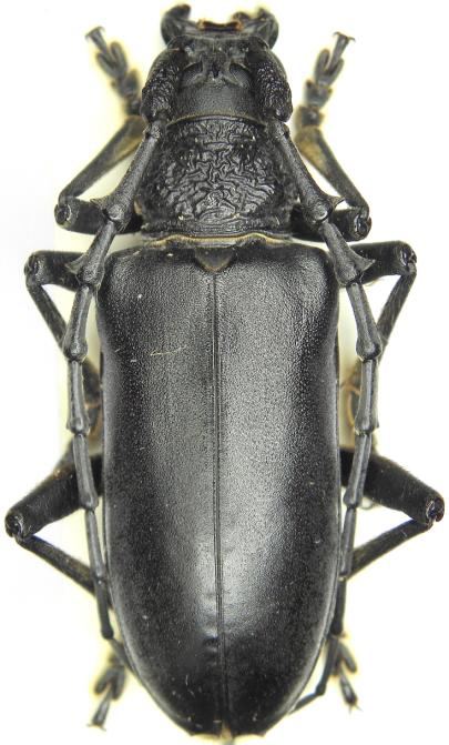 Neoplocaederus Neoplocaederus iranicus Rapuzzi Sama 2014 Cerambycidae