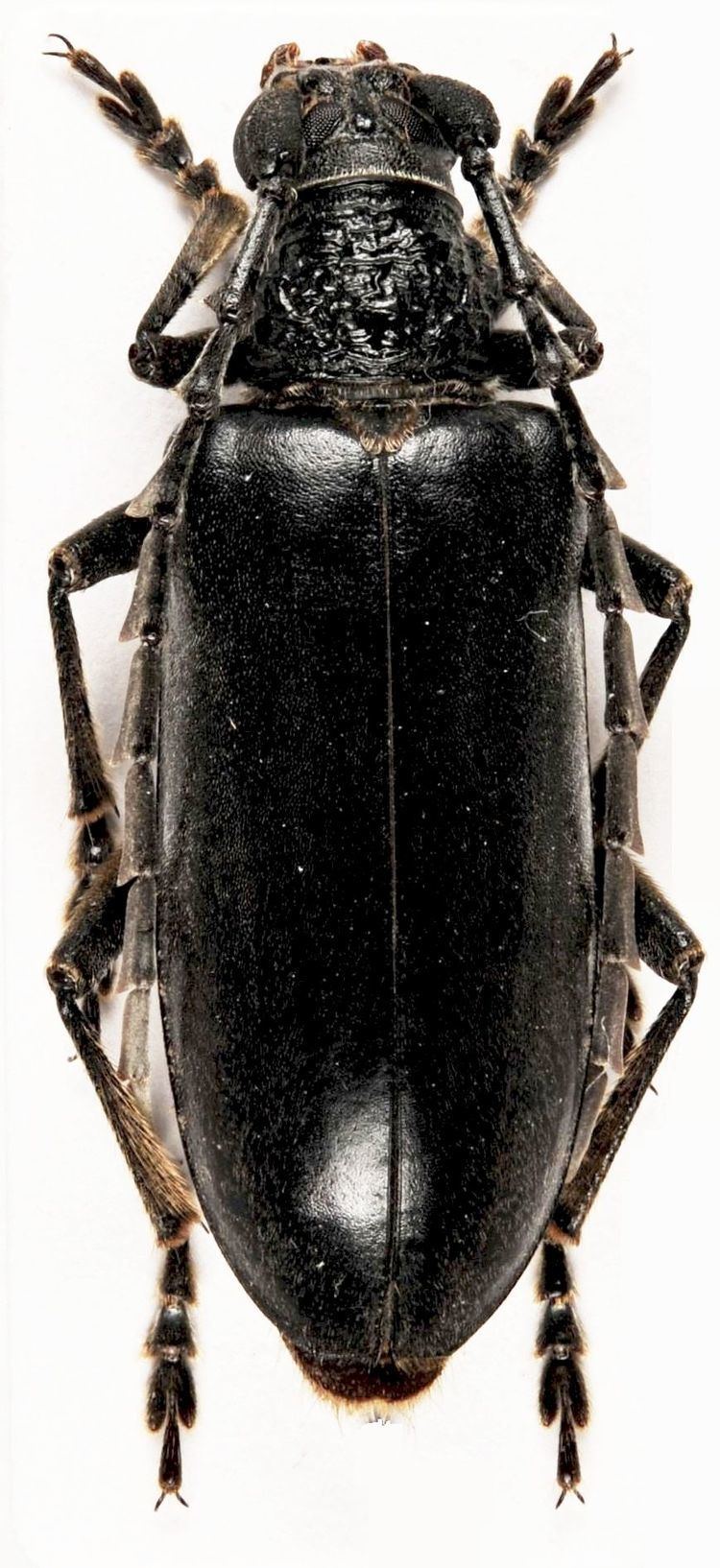 Neoplocaederus Genus Neoplocaederus Sama 1991 Cerambycidae