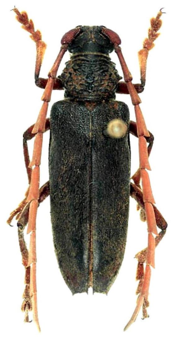 Neoplocaederus Genus Neoplocaederus Sama 1991 Cerambycidae